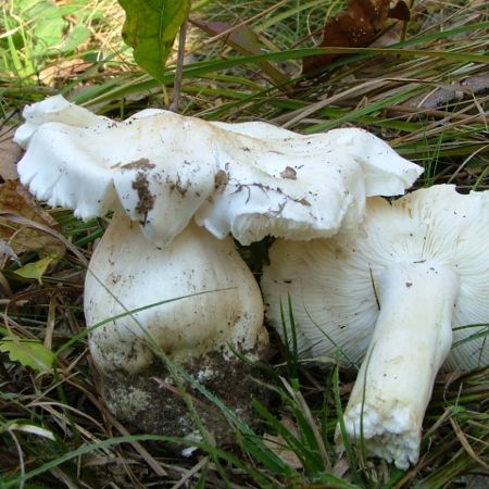 Tricholoma columbetta